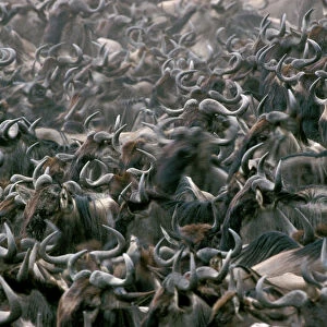 Wildebeest / Gnu - mass migration