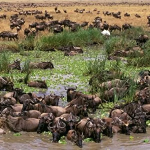 Wildebeest - migration - Maasai Mara National Reserve - Kenya JFL01731