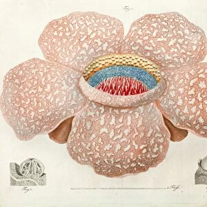 1818 Rafflesia discovery largest flower
