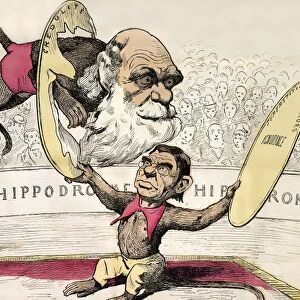 1878 Darwin as a circus monkey by Gill