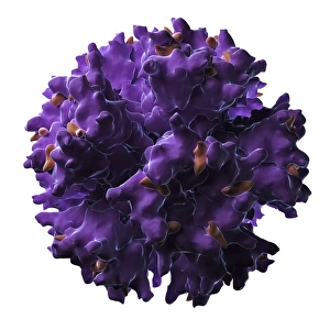 Adenovirus particle F005 / 0701