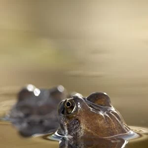 Common Frog (Rana temporaria) in pond