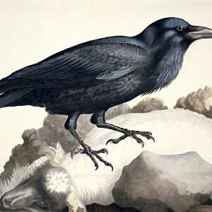 Common raven, 19th century artwork C013 / 6312