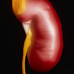 Computer artwork of a human kidney & adrenal gland