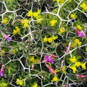 Cretan vetch flowers (Vicia cretica)