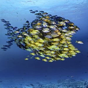 Fish-shaped shoal, conceptual artwork