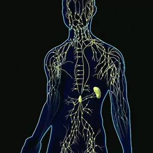 Human lymphatic system, artwork