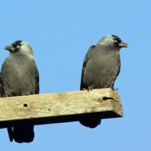 Two Jackdaws