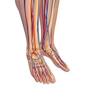 lower leg anatomy, artwork