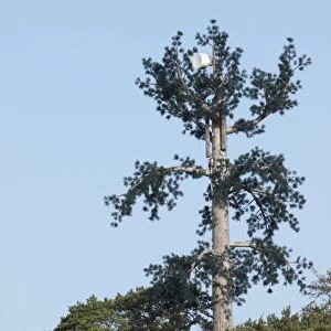 Pine tree communication mast