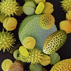 Pollen grains, SEM C016 / 9440