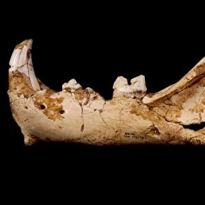 Prehistoric jaguar jaw bone C015 / 6761