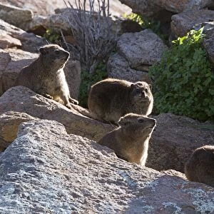 Rock hyrax family on rocks