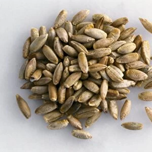 Wheat grains C014 / 1132