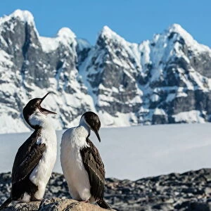 Adult Antarctic shag (Phalacrocorax (atriceps) bransfieldensi) with chick, Jougla Point, Port Lockroy, Antarctica, Southern Ocean, Polar Regions