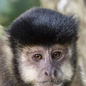 Adult black capuchin (Sapajus nigritus) head detail, Iguazu Falls National Park, Misiones