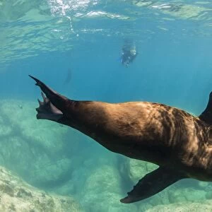 Adult California sea lion (Zalophus californianus) underwater at Los Islotes, Baja California Sur