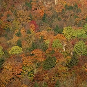 Aerial view of woodland or forest with trees in fall