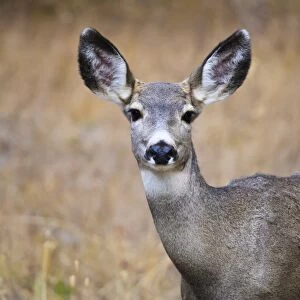 Alert mule deer (Odocoileus hemionus) stares at the camera, Grand Teton National Park, Wyoming, United States of America, North America