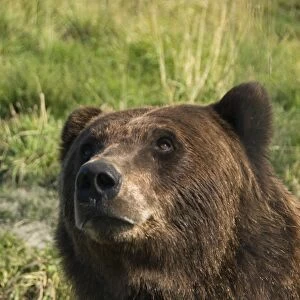 Brown bear (Ursus artos), Alaska Wildlife Conservation Center, Portage