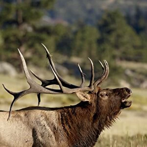 Bull elk (Cervus canadensis) bugling, Rocky Mountain National Park, Colorado