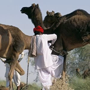 Camel man and his camels