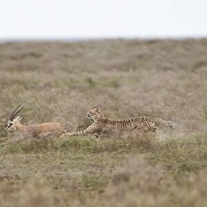Cheetah (Acinonyx jubatus) chasing a Thomsons gazelle (Gazella thomsonii), Serengeti National Park, Tanzania, East Africa, Africa
