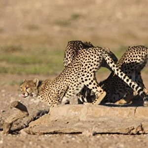Cheetah (Acinonyx jubatus), Kgalagadi Transfrontier Park waterhole, South Africa, Africa