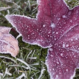 Close up of frost covered maple leaf and grass