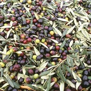 Close-up of olives harvested at Frantoio Galantino