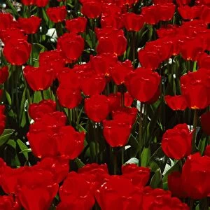 Close-up of red tulips in flower