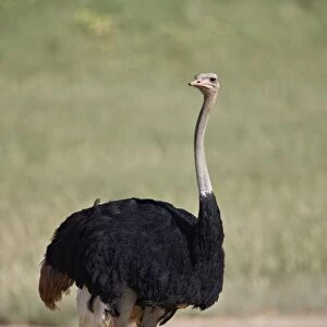 Common ostrich (Struthio camelus), male in breeding plumage, Kgalagadi Transfrontier Park