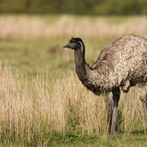 Emu (Dromaius novaehollandiae), Wilsons Promontory National Park, Victoria