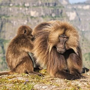 Gelada baboons (Theropithecus Gelada) grooming each other, Simien Mountains National Park, Amhara region, North Ethiopia, Africa