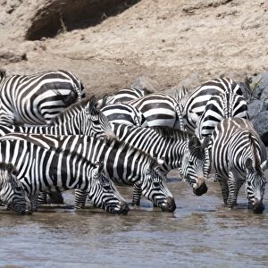 Grants zebras (Equus burchellii boehmi) crossing the Mara River, Masai Mara, Kenya