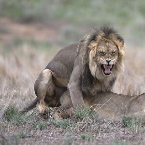 Lions (Panthera leo) mating, Kgalagadi Transfrontier Park, Northern Cape, South Africa, Africa