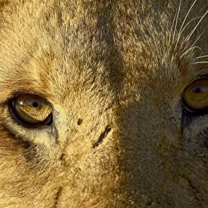 Male lion (Panthera leo) face