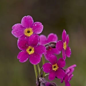 Parrys primrose (Primula parryi), San Juan National Forest, Colorado, United States of America, North America