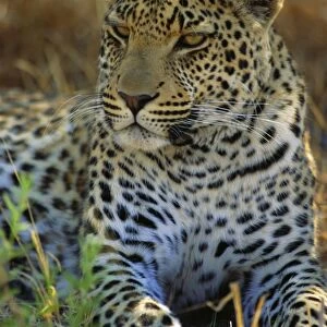 Portrait of a Leopard (Panthera pardus), Okavango Delta, Botswana