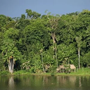 The rain forest in the Jari area of the Amazon, Brazil, South America