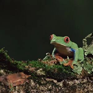 Red eye treefrog (Agalychnis callidryas)