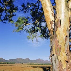 Red River Gum, Wilpena, Flinders Range, South Australia, Australia