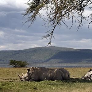 Rhinos rest under the shade of a tree in Lake Nakuru National Park, Kenya