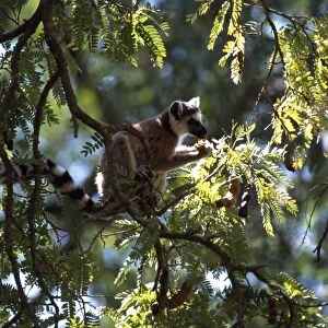 Ring-tailed Lemur (Lemur catta) feeding on tamarind, Berenty, Southern Madagascar, Africa