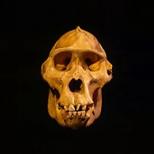Skull of Mountain Gorilla (Gorilla gorilla beringei), holotype 1902, Museum fur Natuurkunde