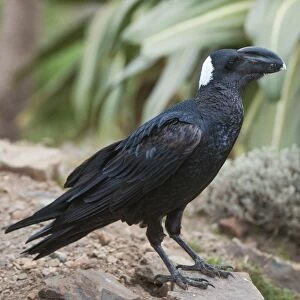 Thick-billed raven (Corvus crassirostris), Simien Mountains National Park, Amhara region, North Ethiopia, Ethiopia, Africa