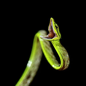 American Vine Snake