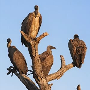 Whitebacked vultures (Gyps africanus), Kruger National Park Park, South Africa, Africa