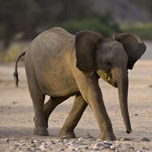 Young desert-dwelling elephant (Loxodonta africana africana)