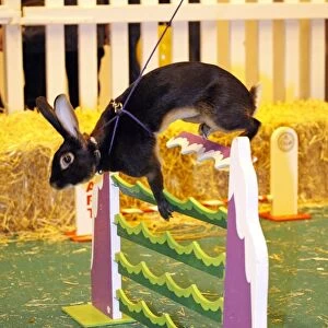 Rabbit Show Jumping at the London Pet Show
